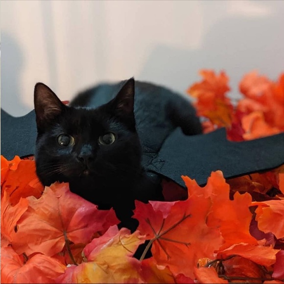 Cat Dog Bat Wings Puppy Kitten Kitty Halloween Vampire Costume ~Host Pick~x2 - Picture 9 of 16